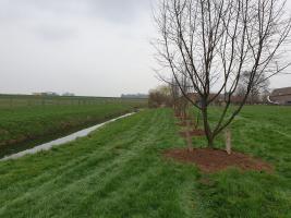 Bufferstrook 2.0 is een strook tussen sloot en landbouwperceel beplant met bijvoorbeeld hazelnootbomen. 