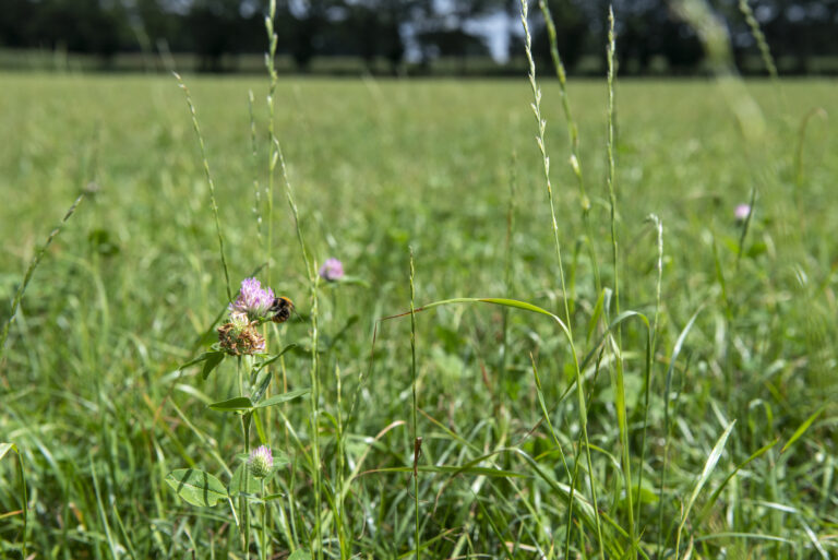Kruidenrijk grasland wordt bijvoorbeeld toegepast om bodemverdichting tegen te gaan of droogtebestendigheid te bevorderen.