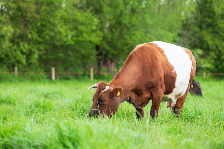 Regeneratief boeren