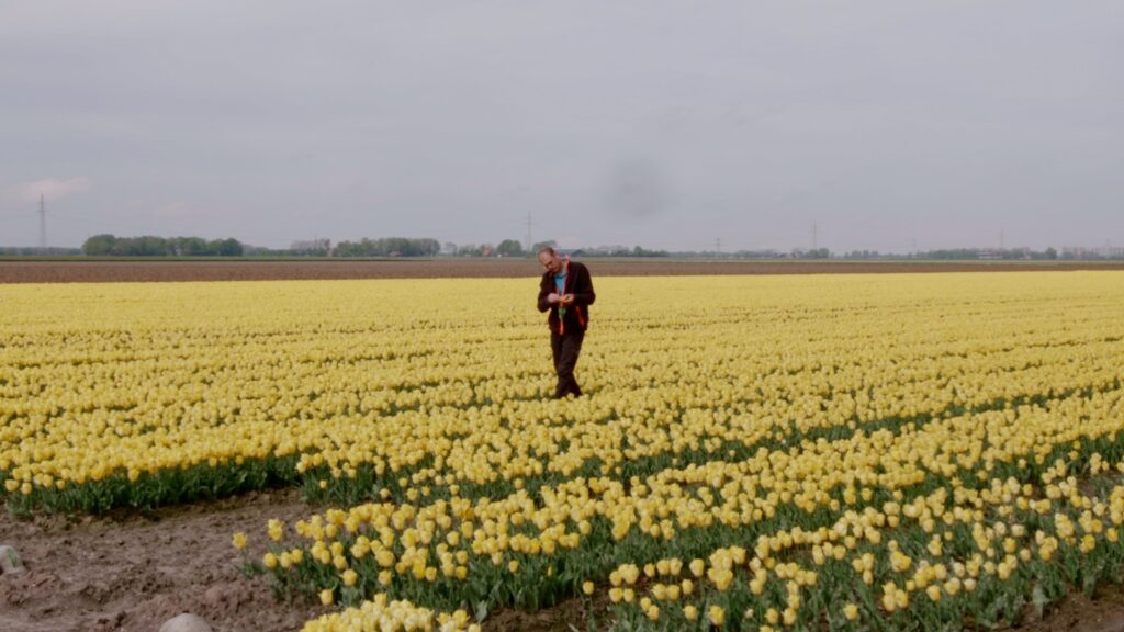 Bollenteler in veld gele tulpen