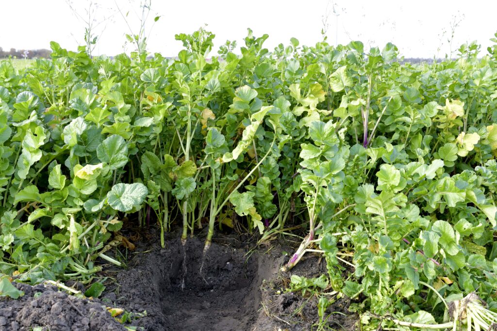 Groenbemester bladrammenas met wortels in grond