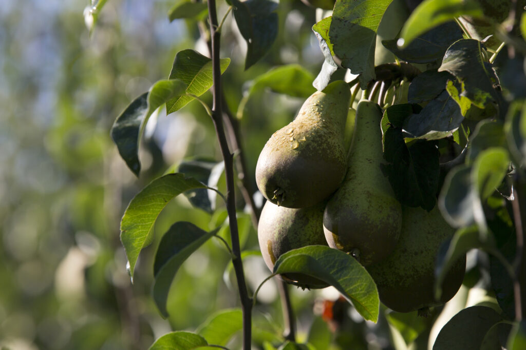 Drie nieuwe DAW demobedrijven in de fruitteeltsector