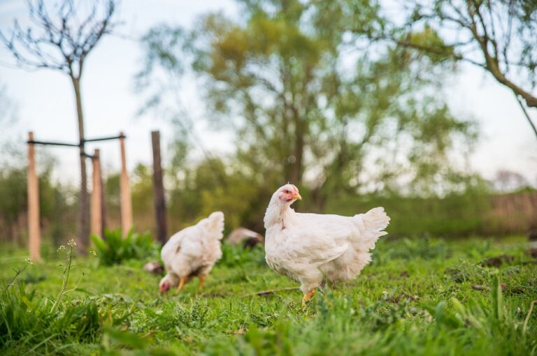 vlees van de kippen gaat naar de betere horecaondernemingen.
