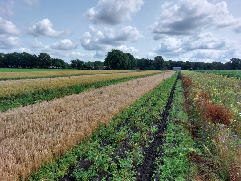 strokenteelt en bloemenrand