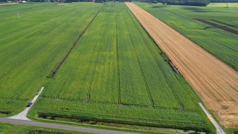 velddemo groenbemesters