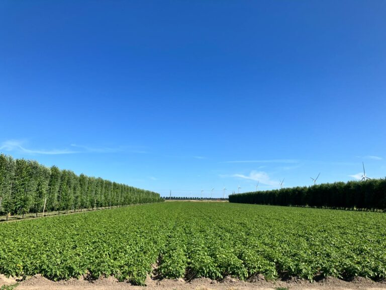 agroforestry in de akkerbouw