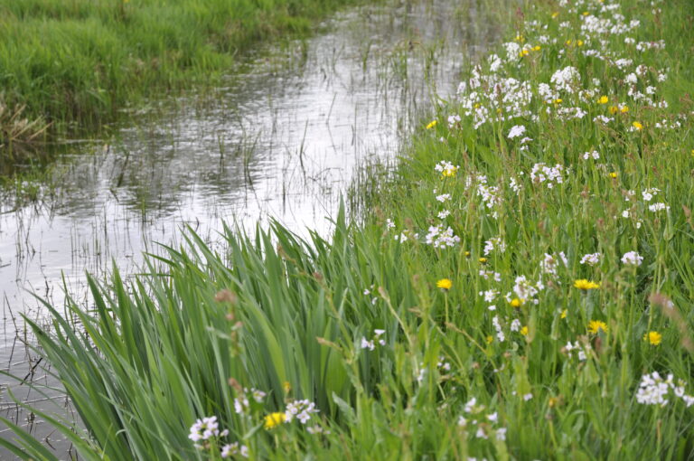 ecologische slootkant