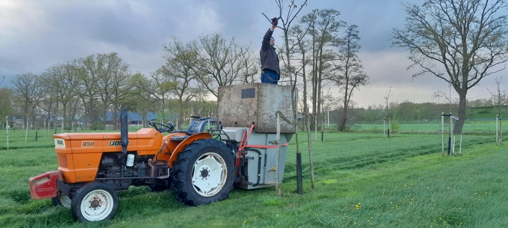 notenbomen op gras