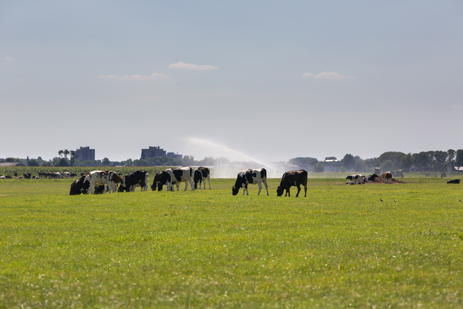 droogte sproeien in grasland