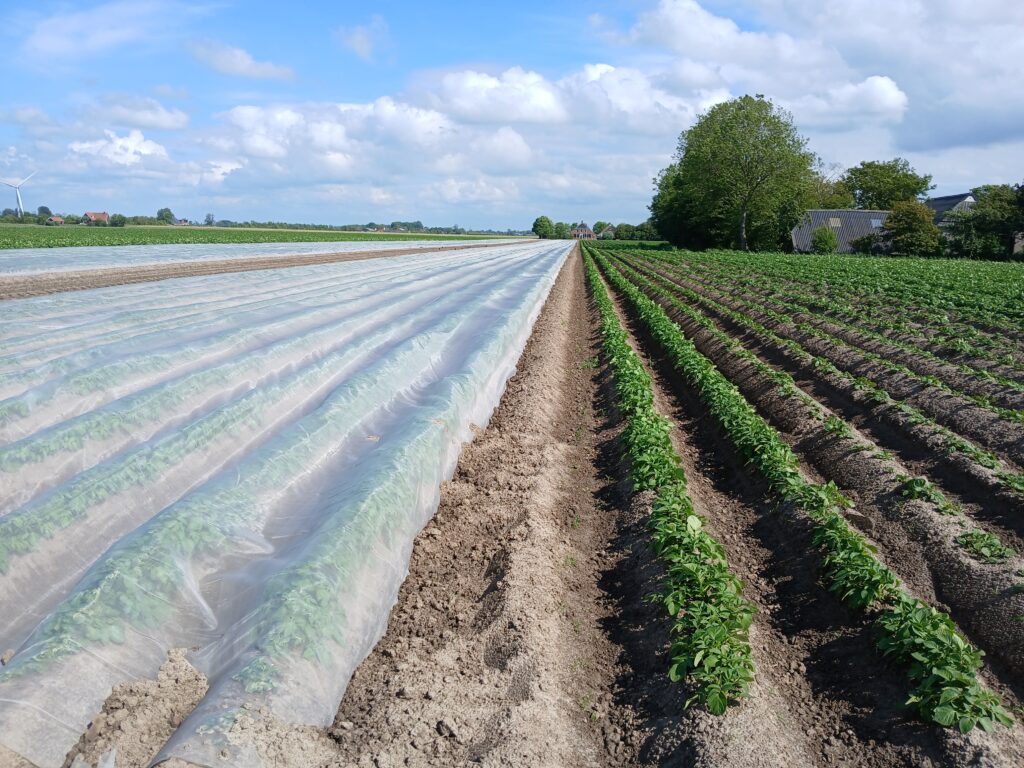 luizengaas in aardappelen