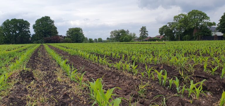 foto maisperceel tijdens demo mais bemesten 27 mei 2025 - DAW Impuls Vallei en Veluwe