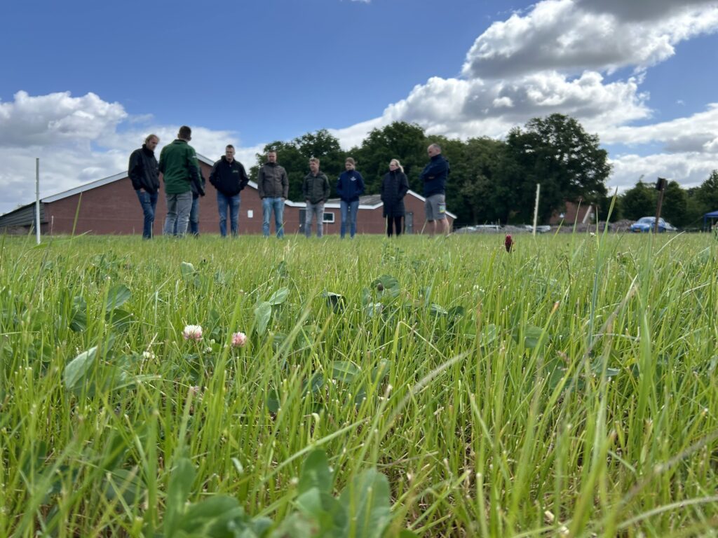 Groep mensen in weiland met klavers