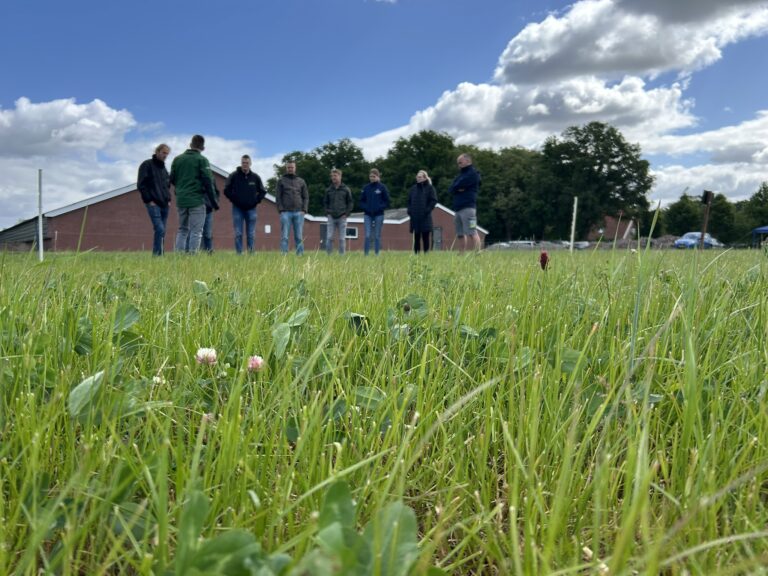 Groep mensen in weiland met klavers