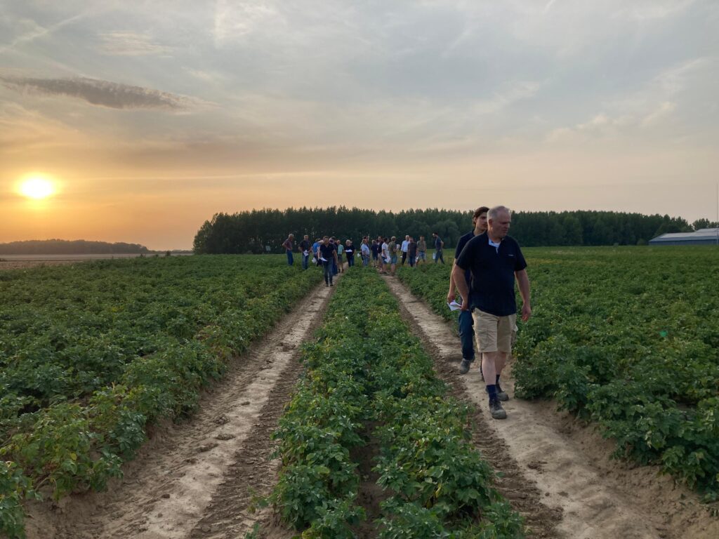mensen in aardappelveld