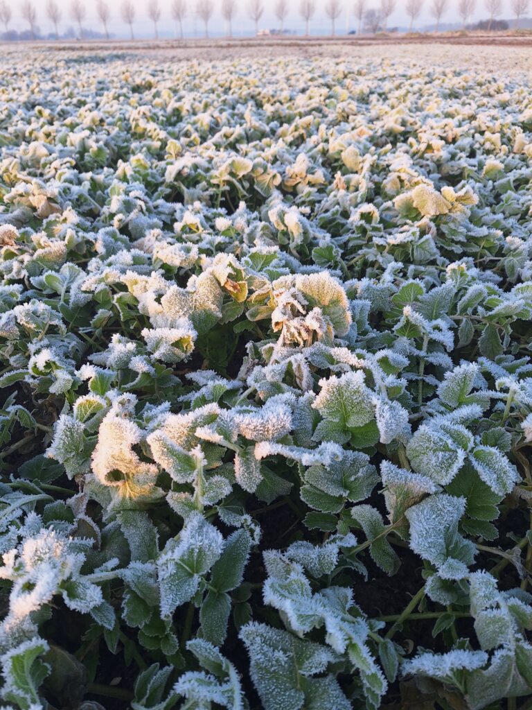 Bladrammenas in de winter - groenbemester