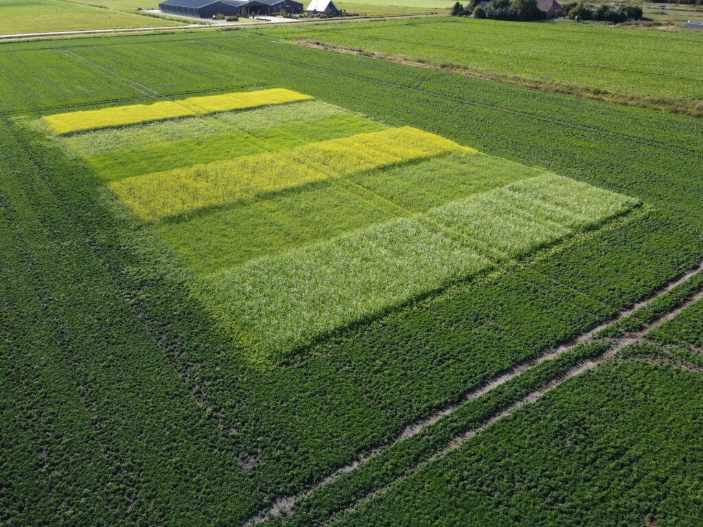 Perceel met verschillende soorten groenbemesters