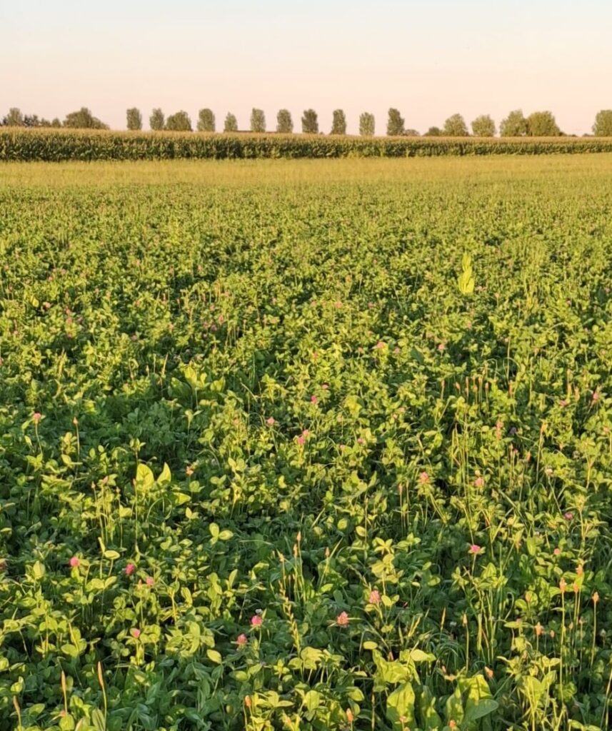 Perceel kruidenrijk grasland