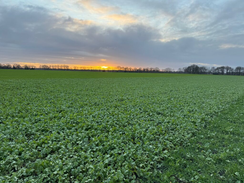 Landschap met bladrammenas op het land