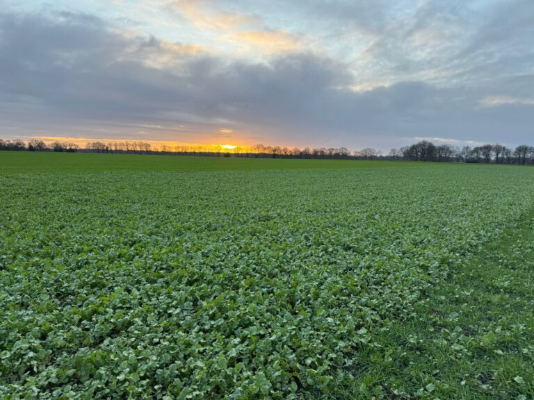 Landschap met bladrammenas op het land