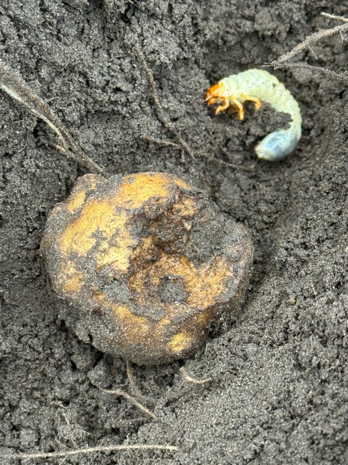 aardappel met engerling