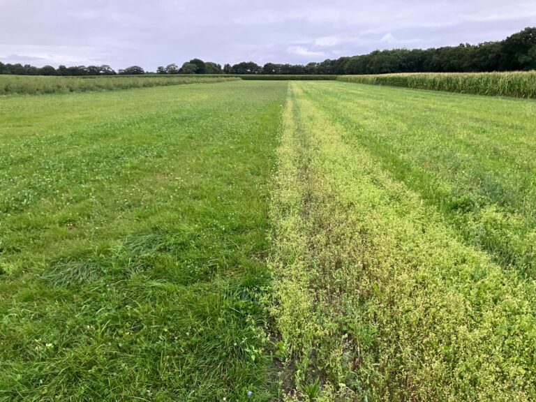 verschil in groei in grasland