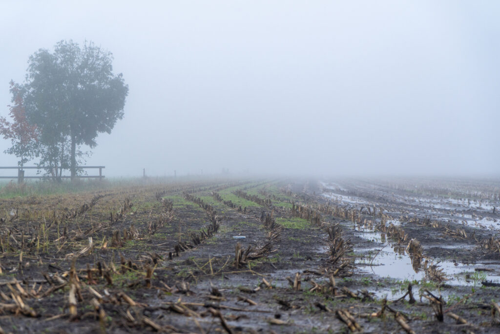 Nat maisperceel in de mist