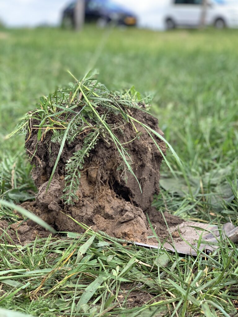 Bodemleven en grondbekijken bij profielkuil. Grasland en kruidenrijk grasland.