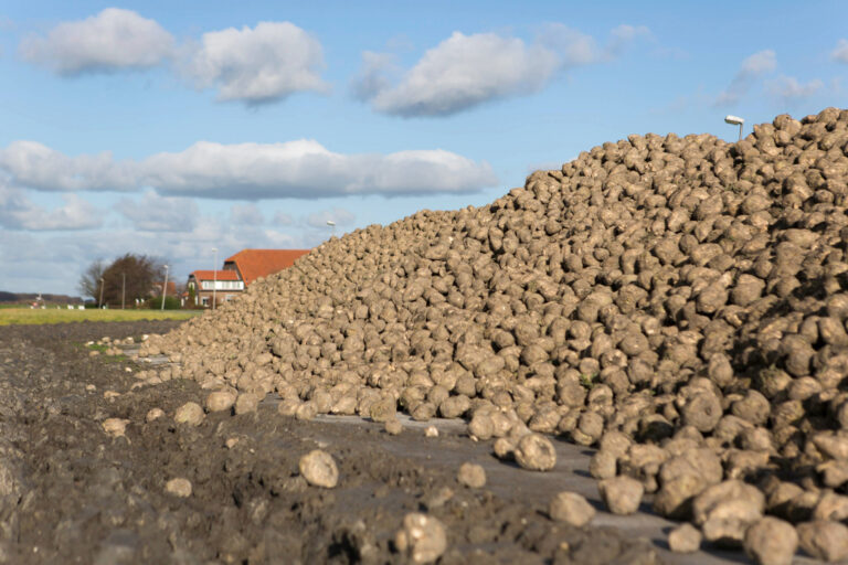 bult met aardappelen die net geoogst zijn op het land