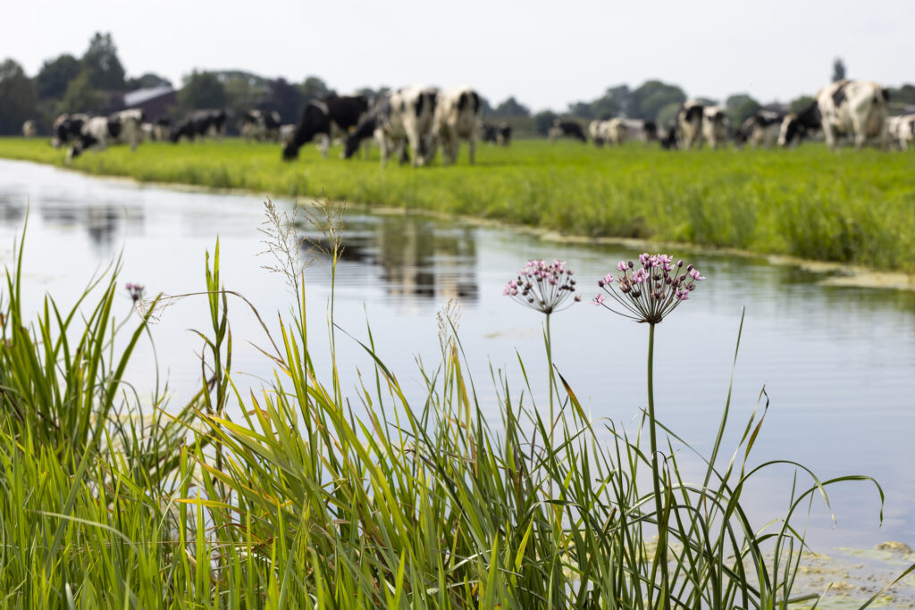Weidegang met daarvoor een sloot