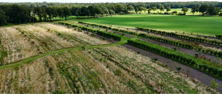 aogrofrestry bomen en struiken