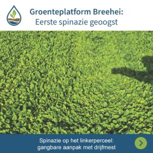 groenteplatform Breehei spinazie geoogst