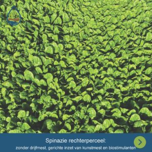 groenteplatform Breehei spinazie geoogst 2