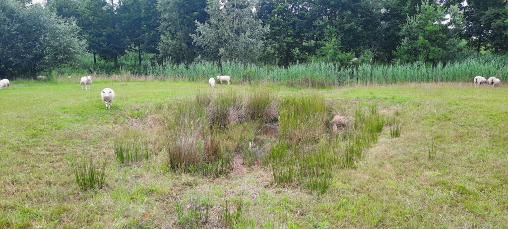 Bezinkpoel met schapen