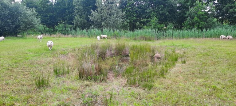 Bezinkpoel met schapen