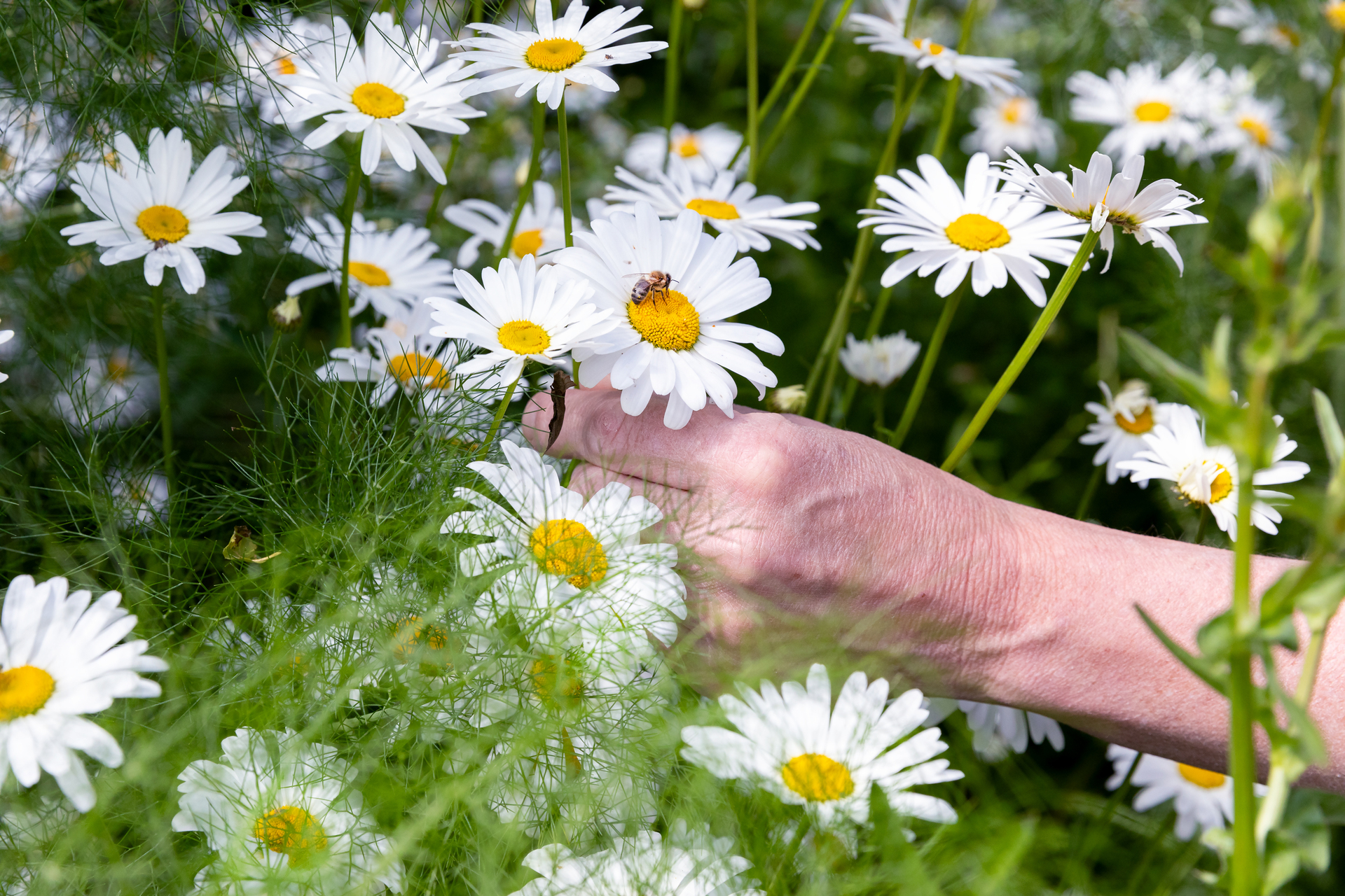 natuurlijke bestrijding